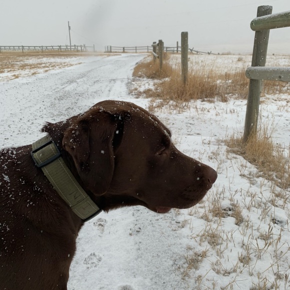 Meet your Posher, Jedda - Picture 4 of 8